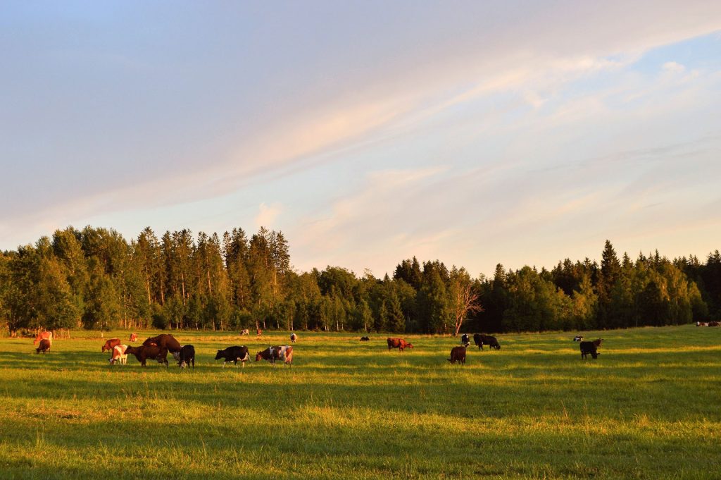 pexels jonathan petersson 1297307 1 1024x681